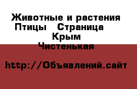 Животные и растения Птицы - Страница 2 . Крым,Чистенькая